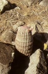 Echinocereus pectinatus rutowiorum