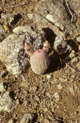 Echinocereus pectinatus rutowiorum