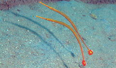 Dunckerocampus pessuliferus