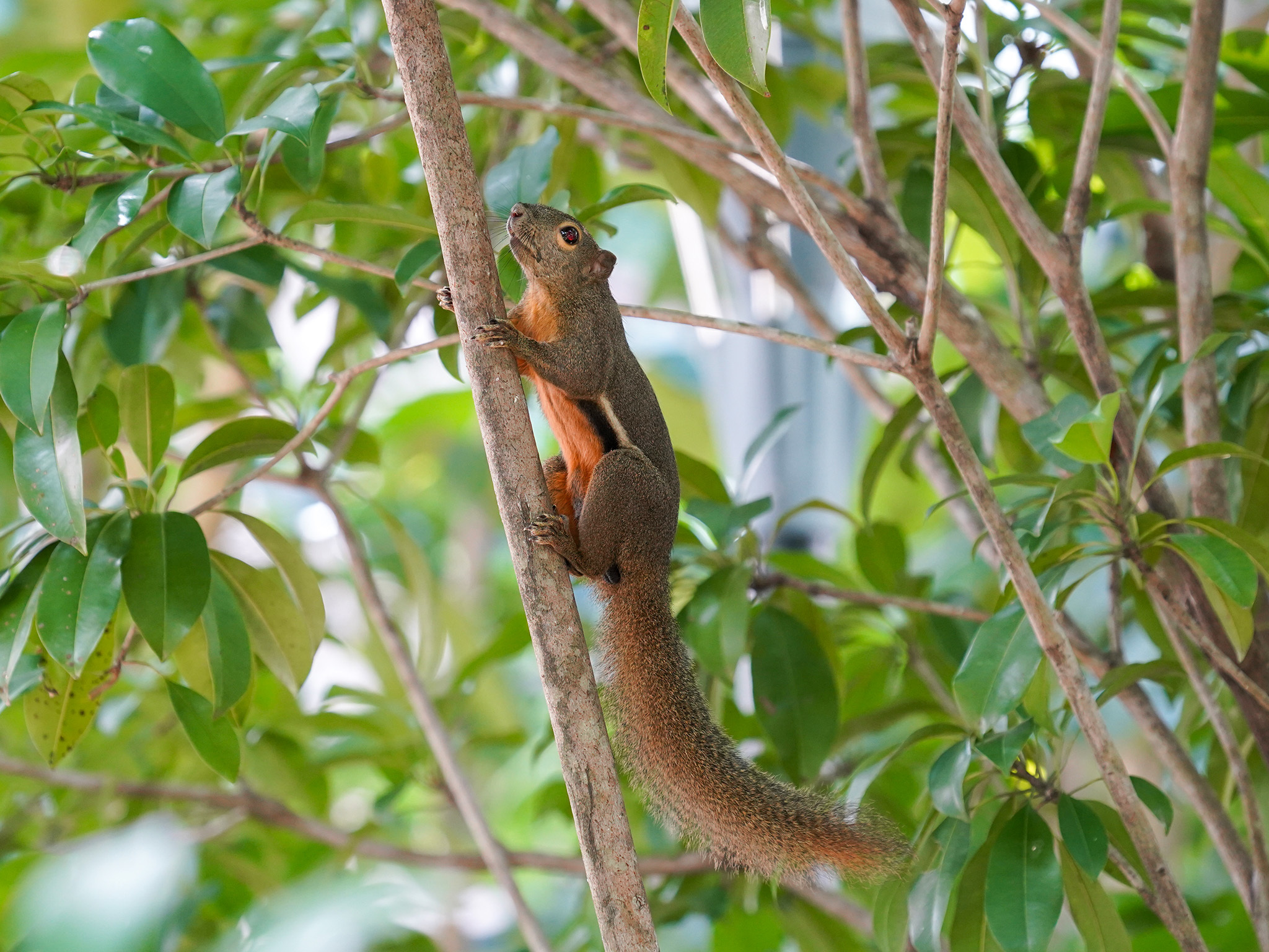 Southern Flying Squirrel (Camera Trap Field Guide) · iNaturalist