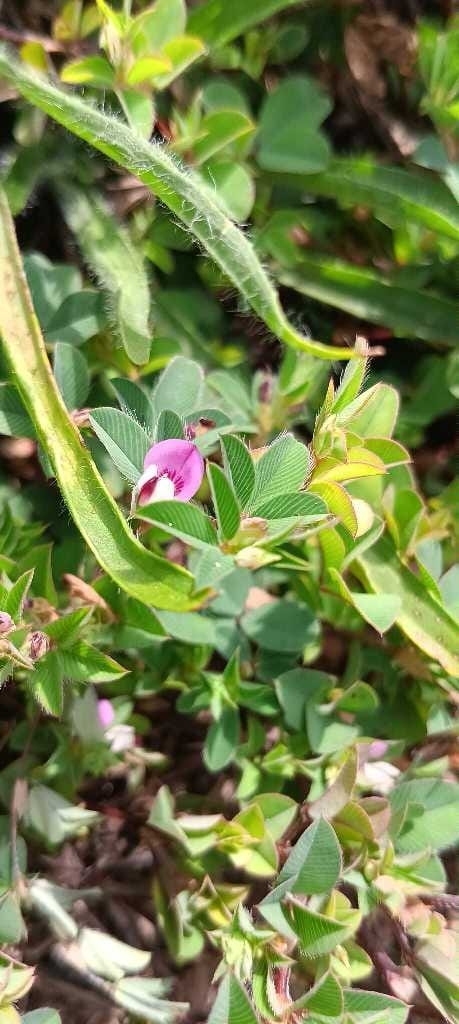 Korean Bushclover (Kummerowia stipulacea)