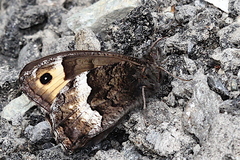 Hipparchia genava