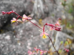 Epidendrum violascens