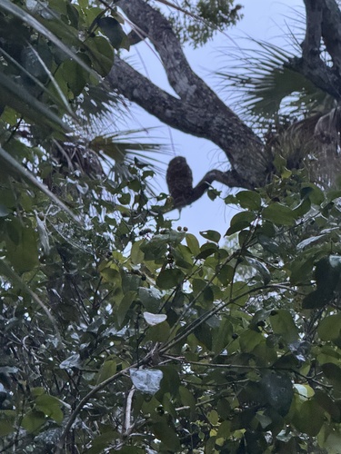 View observation of {o.common_name} on iNaturalist