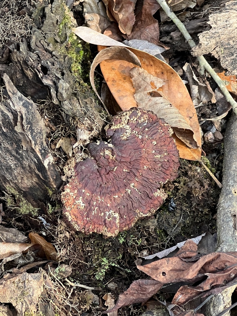Ganoderma sessile · January 2026 · photo: © annegp (iNaturalist, cc0)