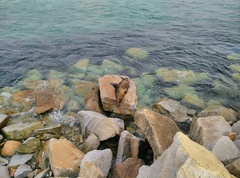 Arctocephalus pusillus