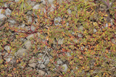 Euphorbia vermiculata