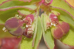Euphorbia vermiculata
