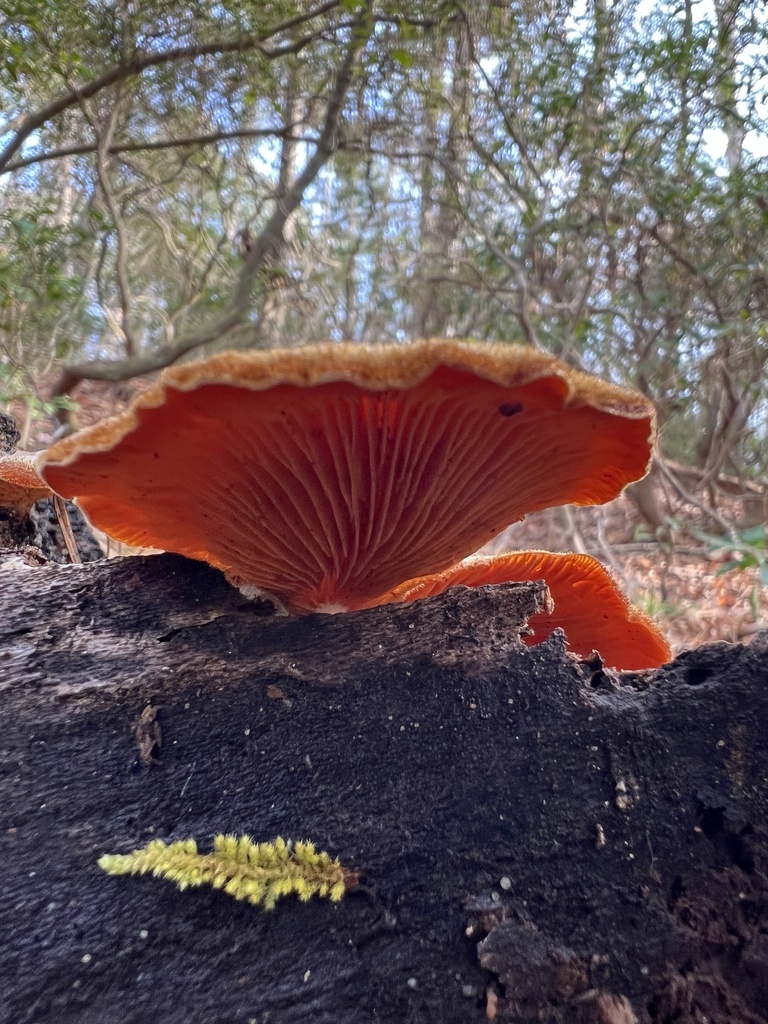 Phyllotopsis nidulans · January 2026 · photo: © annegp (iNaturalist, cc0)