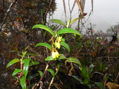 Epidendrum imthurnii