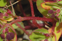 Euphorbia vermiculata