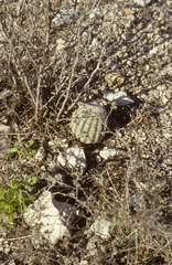 Echinocereus ctenoides