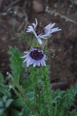 Berkheya purpurea