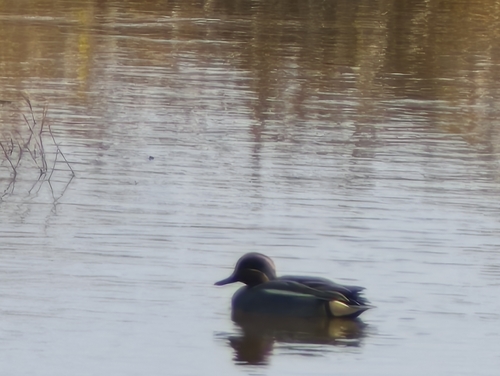 Green-winged Teal