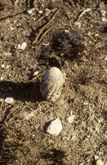 Echinocereus ctenoides