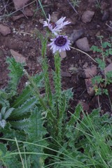 Berkheya purpurea