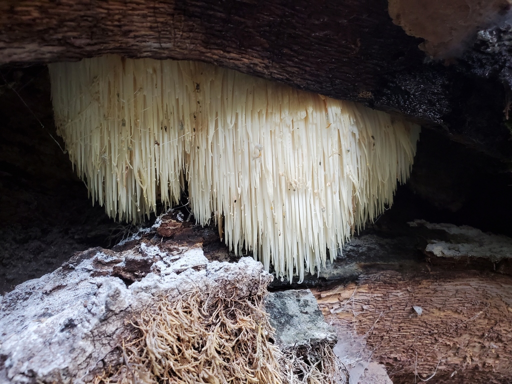 Hericium erinaceus · January 2026 · photo: © arlenedevitt (iNaturalist, cc-by)