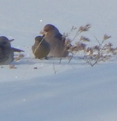 Coccothraustes coccothraustes