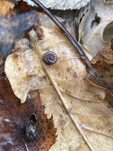 Craspedosoma rawlinsii rawlinsii