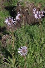 Berkheya purpurea