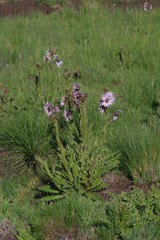 Berkheya purpurea