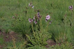 Berkheya purpurea