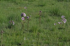 Berkheya purpurea
