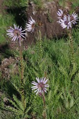 Berkheya purpurea
