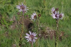 Berkheya purpurea