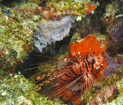 Pterois antennata