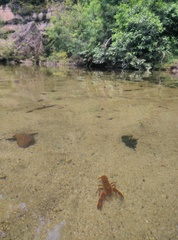 Euastacus australasiensis