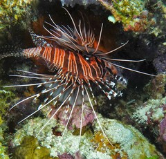 Pterois antennata
