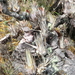 Tillandsia turneri orientalis - Photo (c) Bruce Holst, algunos derechos reservados (CC BY-NC), subido por Bruce Holst
