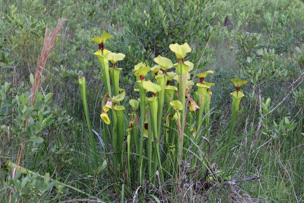 Sarracenia flava L. 3