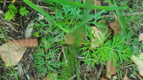 snow parsley (Kadenia dubia)