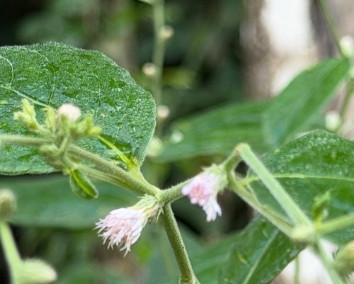 Lepidaploa canescens, 2026-01-10