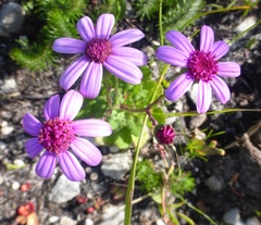 Senecio cymbalarifolius
