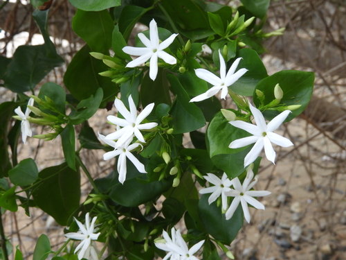 Jasminum elongatum observed 2026-01-03
