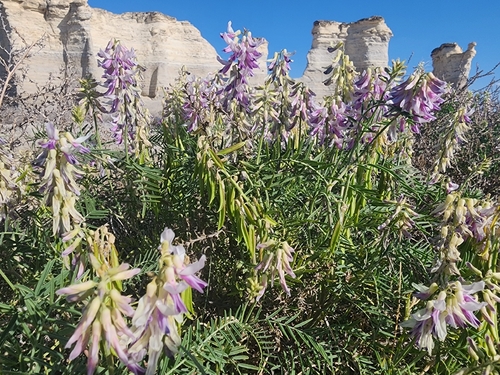 Racemose Milkvetch