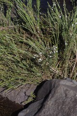 Gomphostigma virgatum