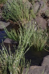 Gomphostigma virgatum