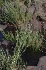 Gomphostigma virgatum