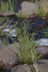 Gomphostigma virgatum