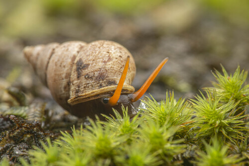 Omphalotropis observed 2026-01-05