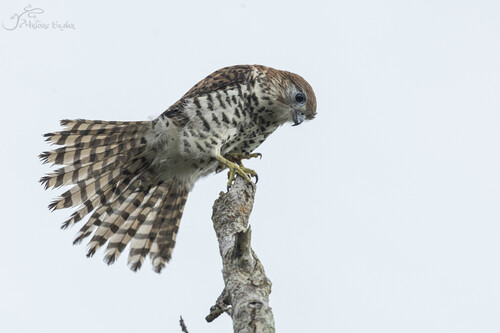iNaturalist image