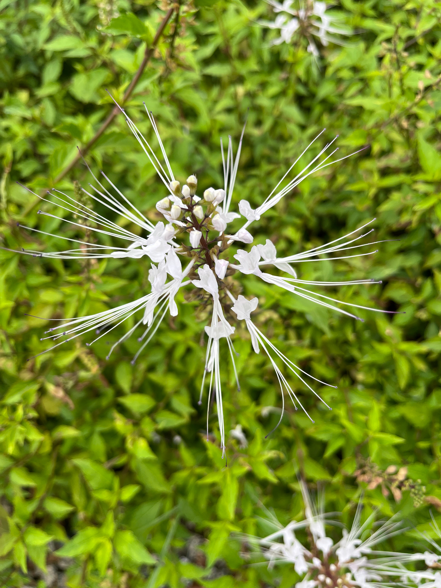 Cat's whiskers
