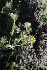 Berkheya cirsiifolia