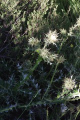 Berkheya cirsiifolia