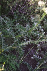 Berkheya cirsiifolia