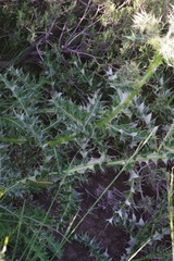 Berkheya cirsiifolia